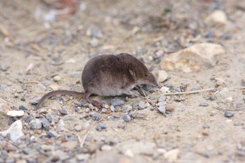 Little Common Shrew