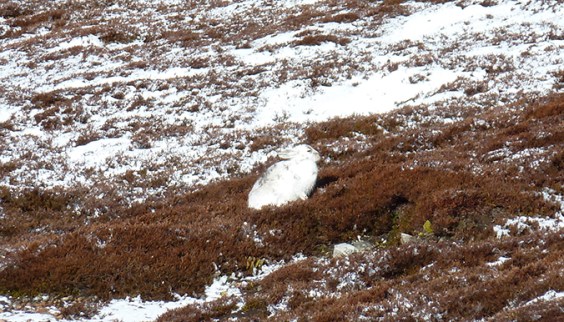 Cairnwell-Hare