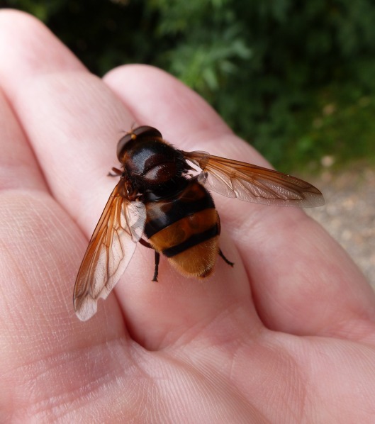 Hornet-Mimic-Hoverfly-On-Hand