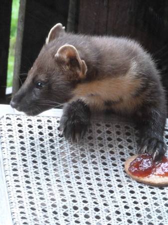 Pine-Marten-Paul-Comerford