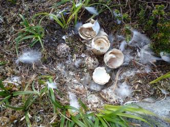 ptarmigan-nest-vacated