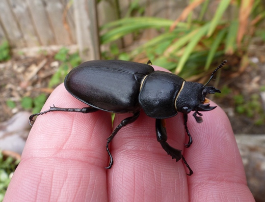Stag-Beetle-Female