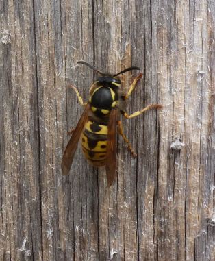 vespula-germanica