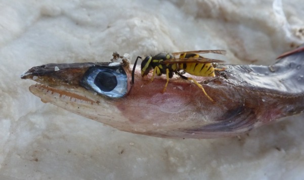 silver-eel-and-wasp