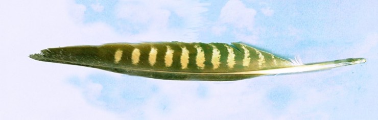 peregrine falcon feather in sky