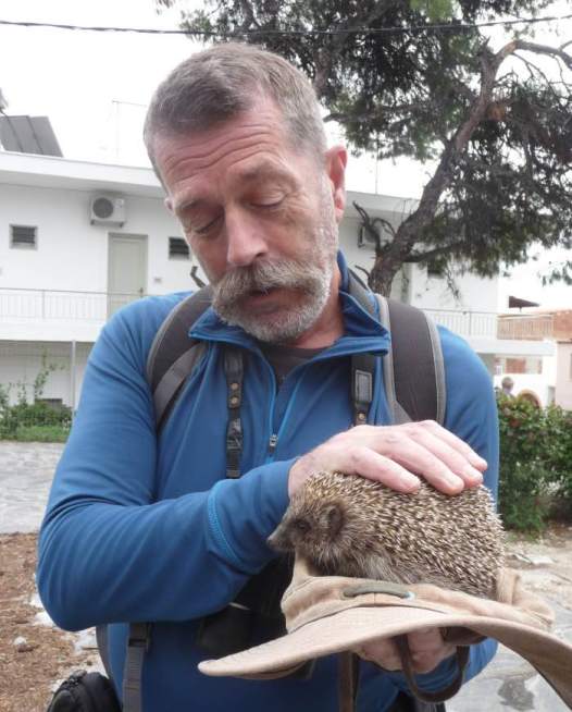 white bellied hedgehog