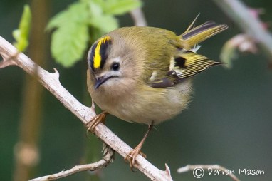 goldcrest-dorian-mason-photographer