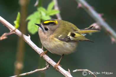 goldcrest-dorian-mason-photography