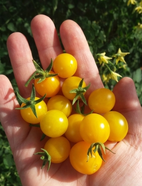 Broad-Ripple Yellow-Currant-Tomatoes